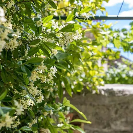Luxury Silvana With Beautiful Garden