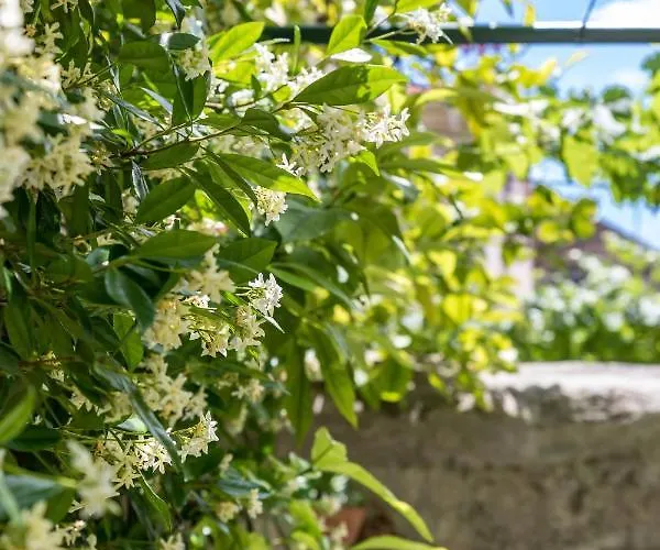 Luxury Silvana With Beautiful Garden
