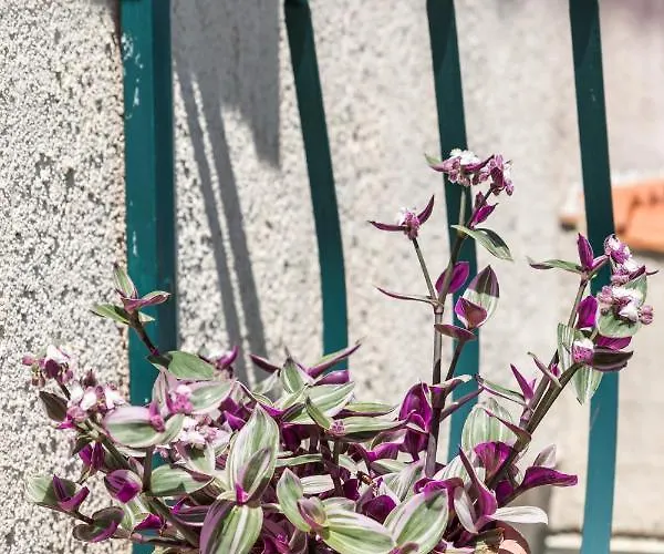 Casa de hóspedes Luxury Silvana With Beautiful Garden Split