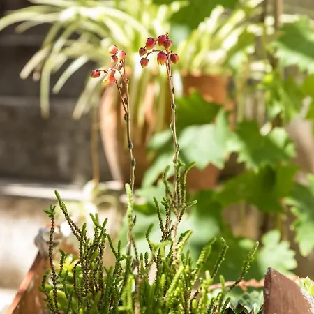 Pensión Luxury Silvana With Beautiful Garden Split