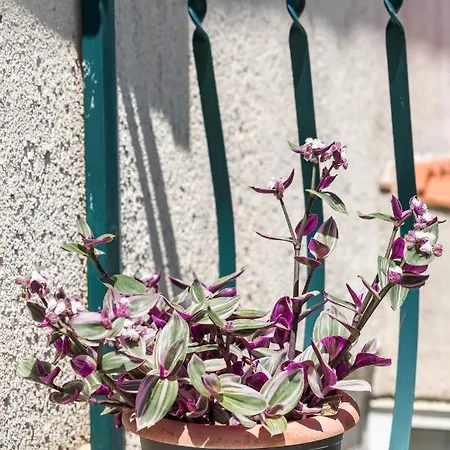 Pensión Luxury Silvana With Beautiful Garden Split